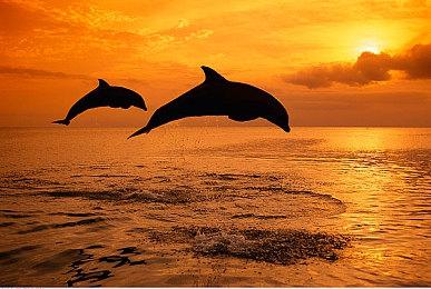 任天堂社长称游戏开发资源持续扩充 加强外部合作