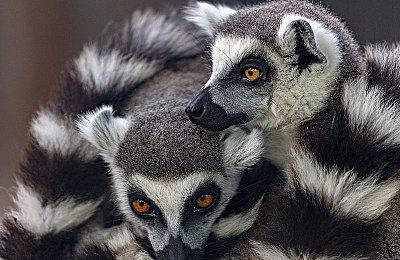 《WWE2K22》封面遭曝光 游戏将在今年3月发布